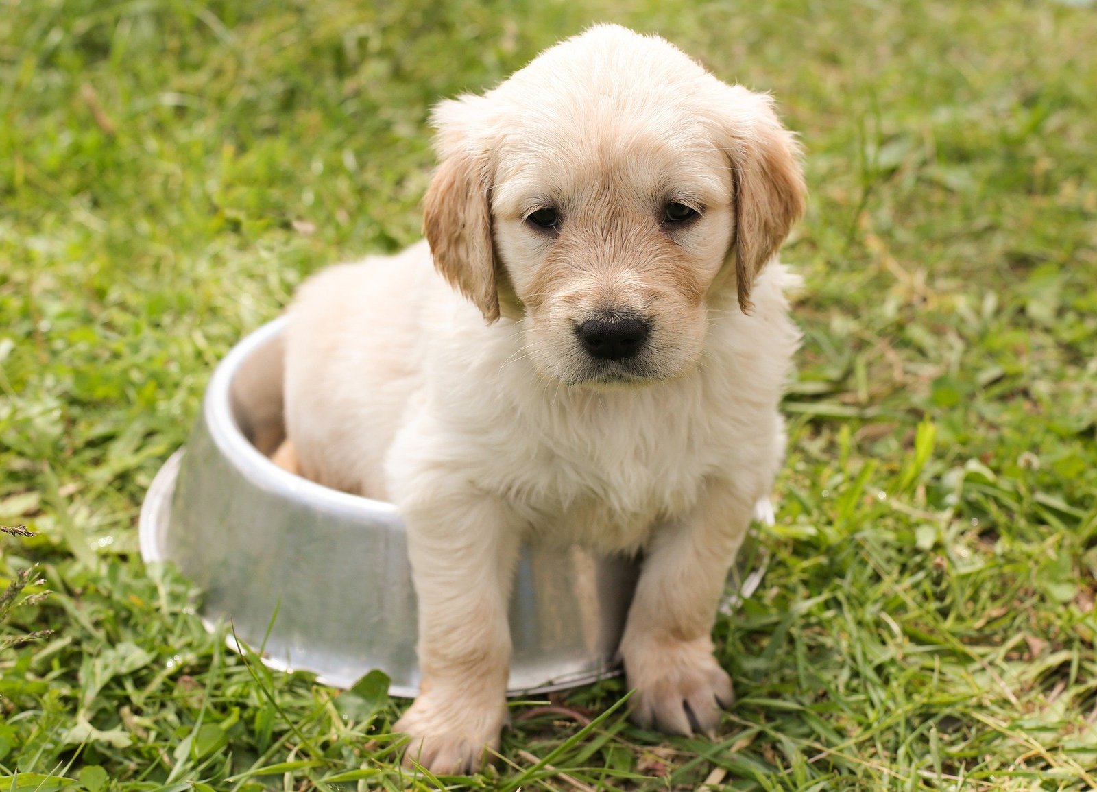 Read more about the article The Hidden Cost of Buying a Dog