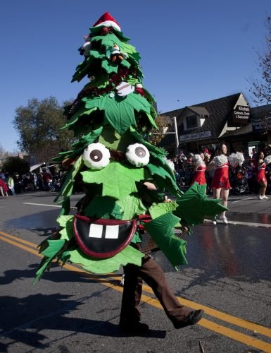 ssjm1204parade The Stanford Tree kicked up its heels while leading the Stanford Band during the annual Los Gatos Christmas Parade in downtown Los Gatos Saturday Dec. 3, 2011. (Photo by Patrick Tehan/Mercury News)